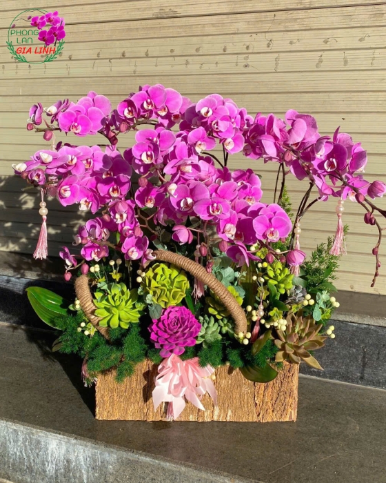 Lan hồ điệp mini: Loài hoa mang đến may mắn và hạnh phúc