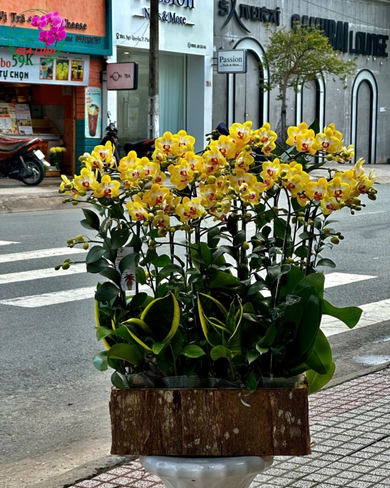 Lan hồ điệp mini giá rẻ