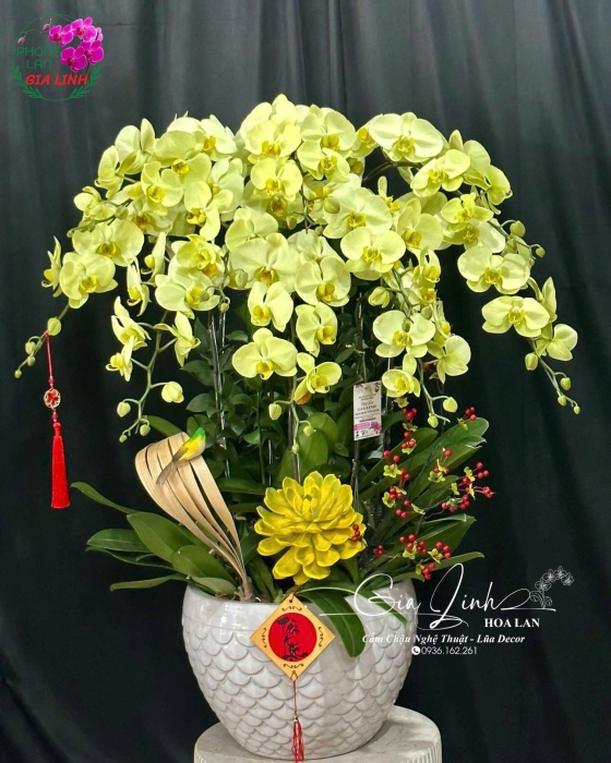 Top những hoa chưng tết lâu tàn, thu hút tài lộc 
