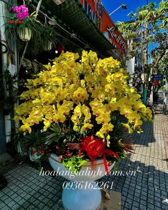 Top những hoa chưng tết lâu tàn, thu hút tài lộc 