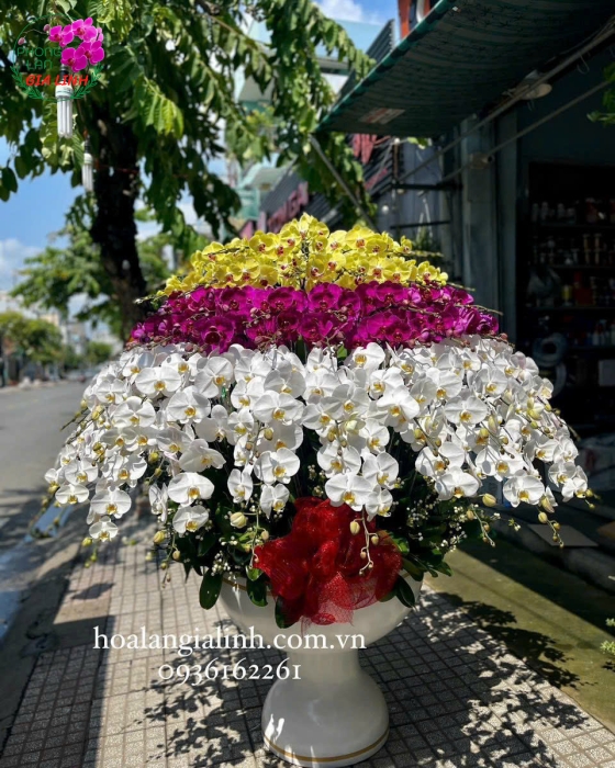 Top những hoa chưng tết lâu tàn, thu hút tài lộc 