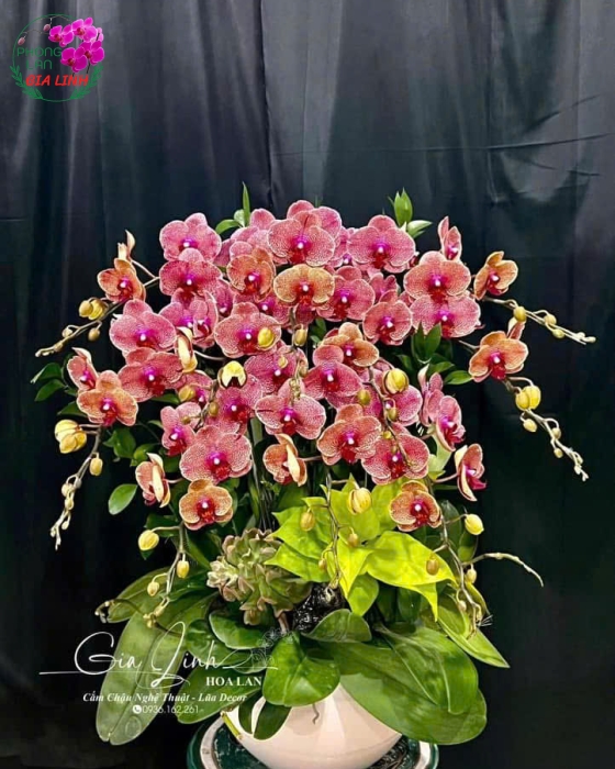 Lan Hồ Điệp "Ngọc Bích Xuân"