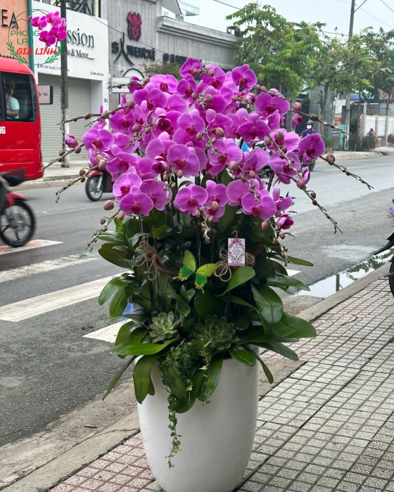 Lan Hồ Điệp "Ngũ Phúc Lâm Môn" - Chậu Sứ
