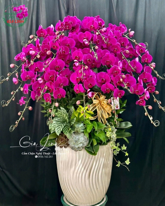 Lan Hồ Điệp "Phát Lộc Khai Trương" - Chậu Sứ Cao Cấp