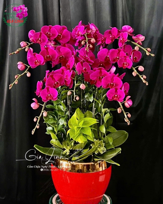 Lan Hồ Điệp "Phát Lộc Thịnh Vượng" 8 Cành