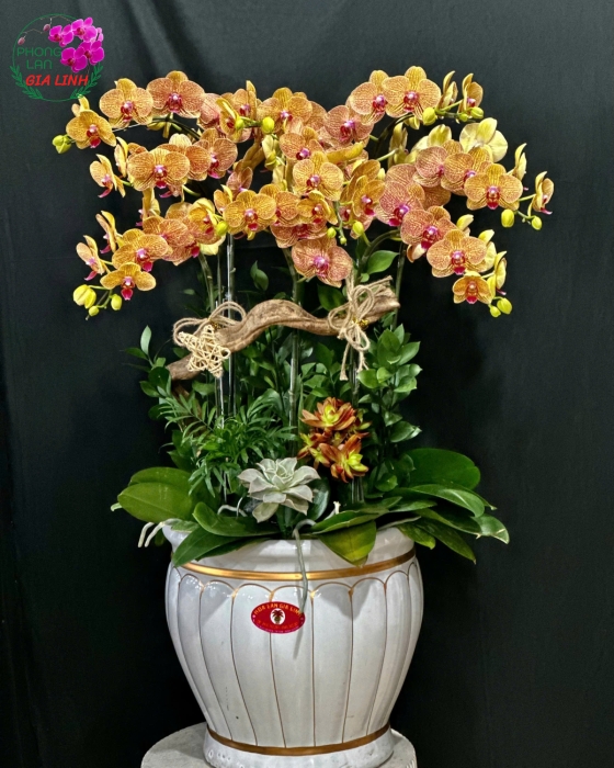 Lan hồ điệp sinh nhật món quà thay cho lời chúc