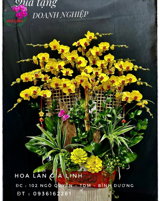 Lan Hồ Điệp sự kiện - Sắc màu tinh tế cho không gian đặc biệt
