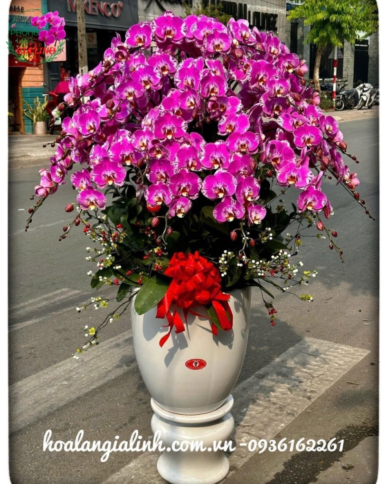 Lan Hồ Điệp "Tân Gia Hạnh Phúc" - Chậu Sứ
