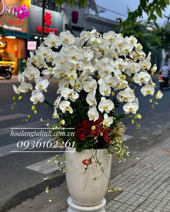 Lan Hồ Điệp "Tân Gia Viên Mãn" - Chậu Sứ Trắng Tinh Khôi
