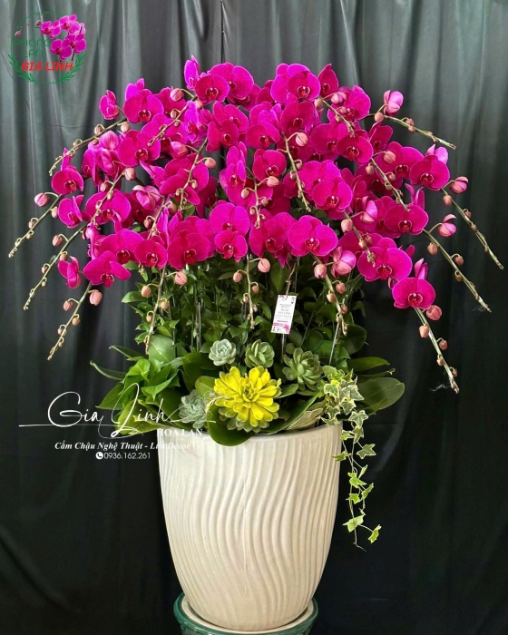Lan Hồ Điệp "Thành Công Vạn Sự" - Chậu Sứ Nghệ Thuật