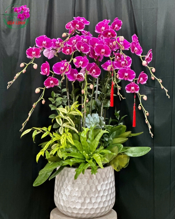 lan hồ điệp tím đậm