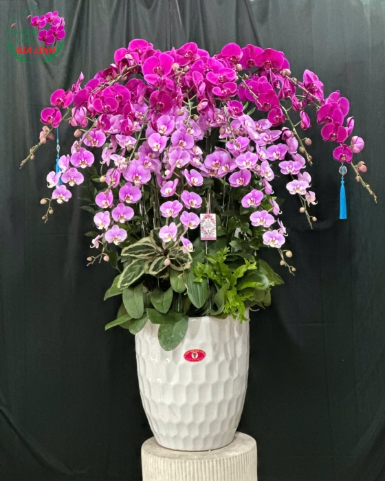 lan hồ điệp tím hồng mừng xuân