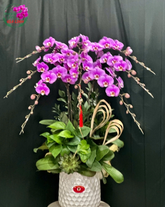 Lan hồ điệp tím hồng đẹp 