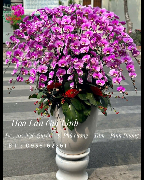 Lan Hồ Điệp Tinh Tế Hội Nghị - Chậu Sứ