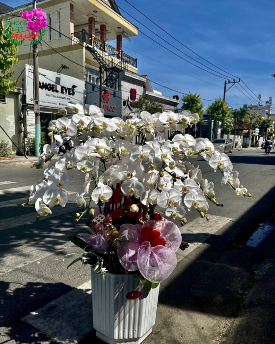 Khám phá vẻ đẹp Lan Hồ Điệp trắng tại Phong Lan Gia Linh
