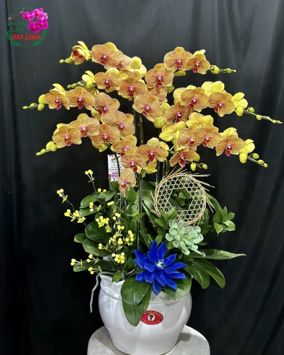 Lan hồ điệp văn phòng - Giải pháp trang trí thông minh và tinh tế