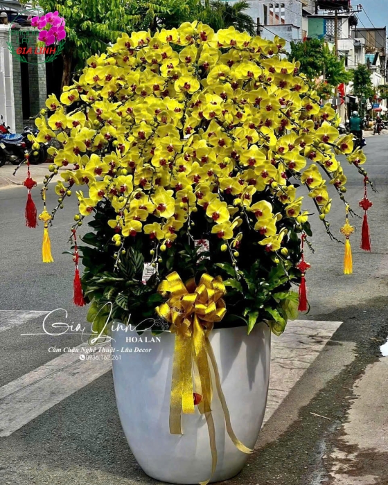 Lan Hồ Điệp "Vạn Sự Như Ý" - Chậu Sứ 