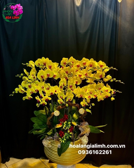 Chia sẻ kinh nghiệm chăm sóc Lan Hồ Điệp vàng thành công