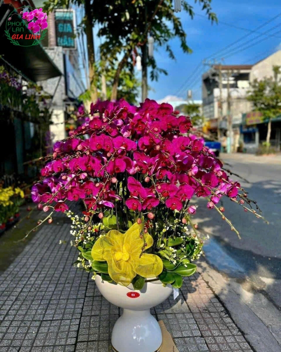 lan hồ điệp vip