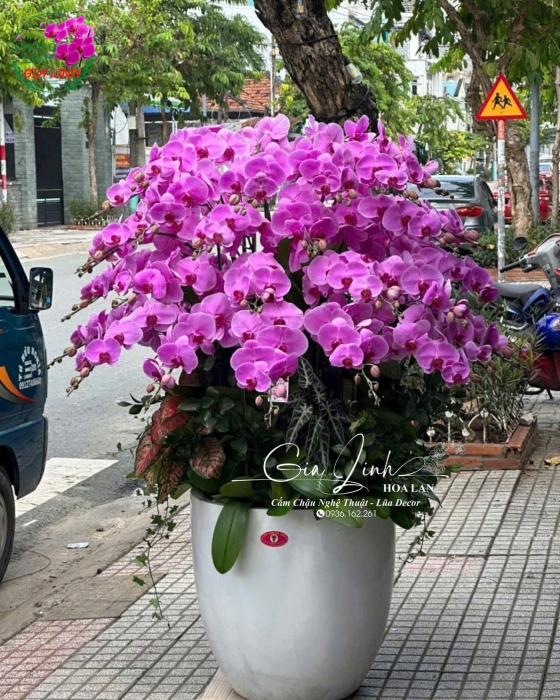 Lan Hồ Điệp "Vũ Điệu Thiên Nga" - Chậu Sứ