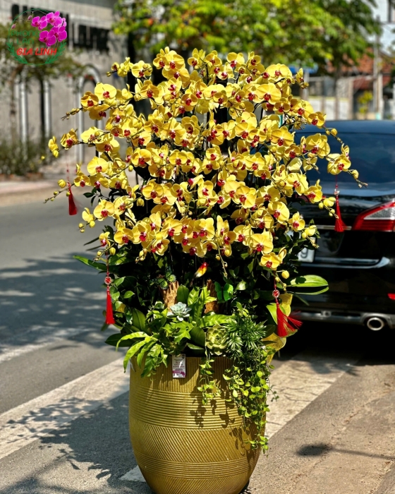 lan tết đẹp