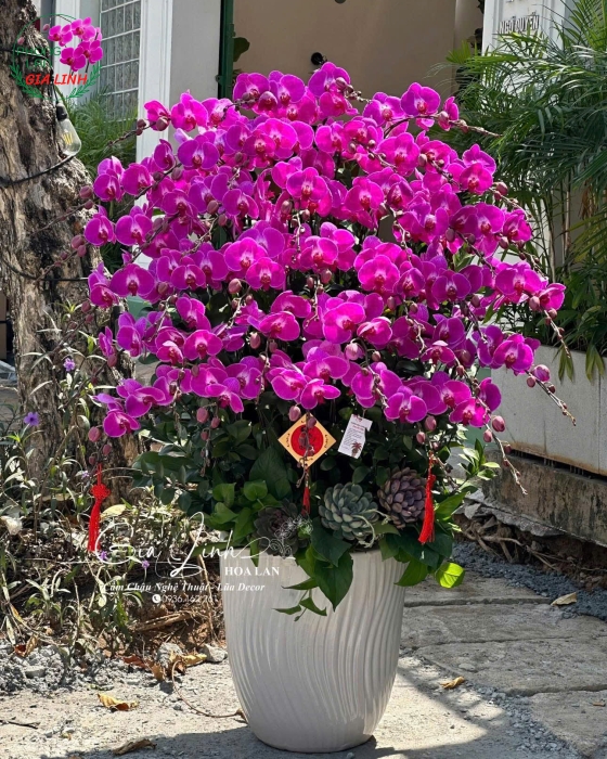 mẫu chậu hoa lan hồ điệp to hoa đẹp ngày 8 3