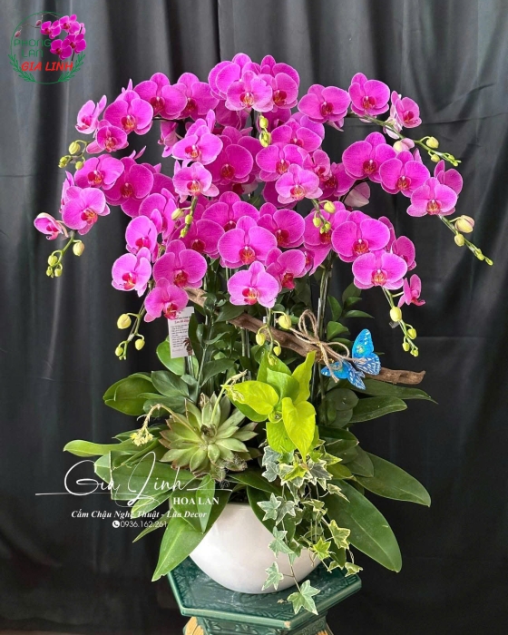 "Năng Lượng Sáng Tạo" - Lan Hồ Điệp Tiểu Cảnh
