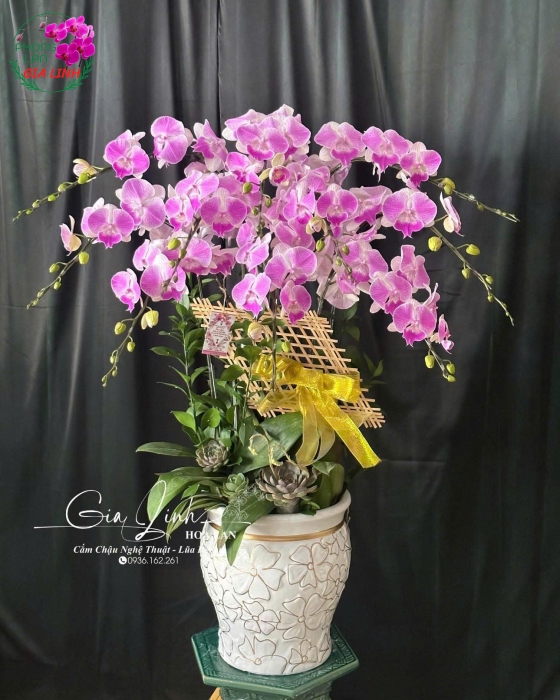"Nét Đẹp Hoàn Mỹ" - Lan Hồ Điệp Nghệ Thuật