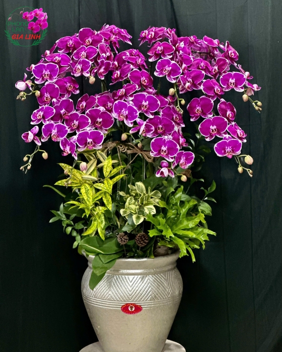 Phong lan chơi Tết - Mang tài lộc, may mắn cho mọi nhà