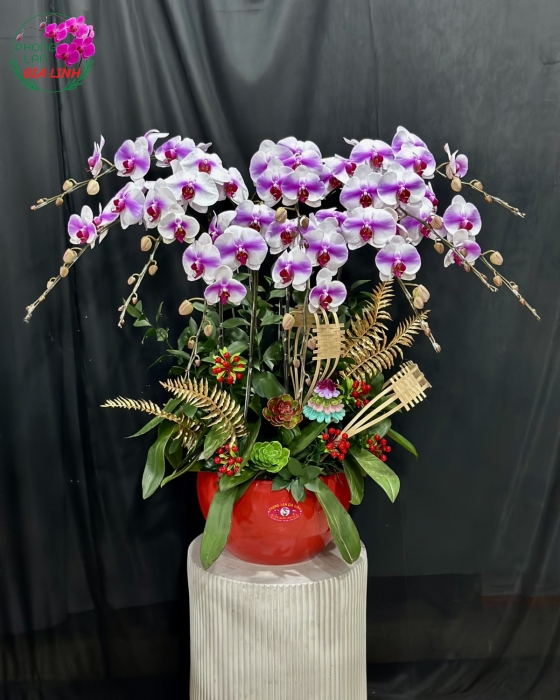 Quà Tặng Chậu Hoa Lan trang trí ngày Tết