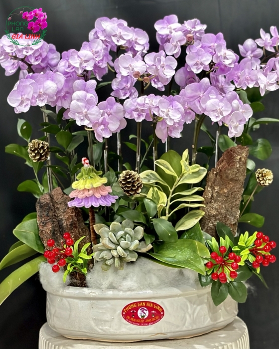 Quà Tặng Giáng Sinh Ý Nghĩa-Lan Hồ Điệp Mix