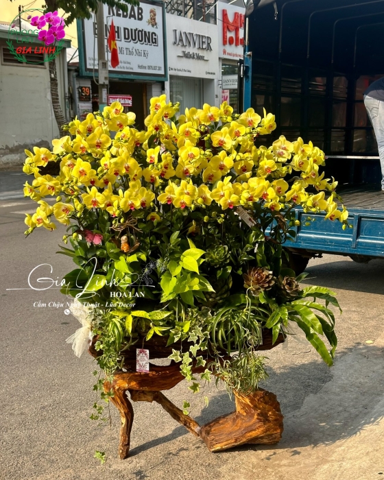 Quà tặng khai trương tân gia bằng lan ghép lũa cao cấp 