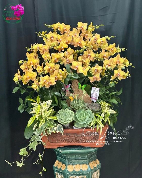 "Rạng Ngời Tổ Quốc" - Lan Hồ Điệp Mix Sen Đá