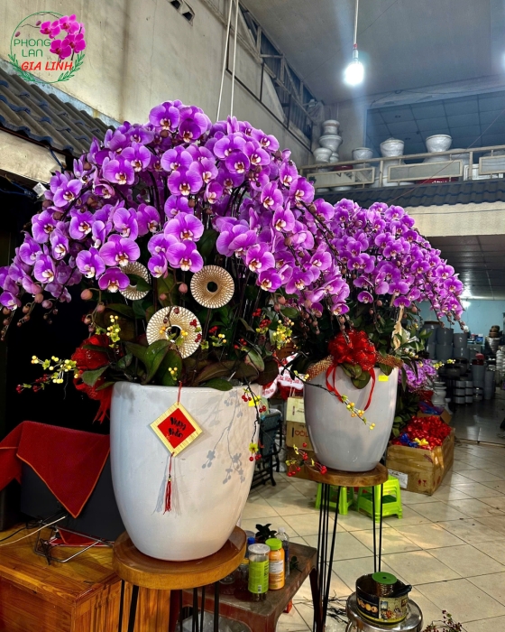 Shop hoa lan hồ điệp lớn Bình Dương