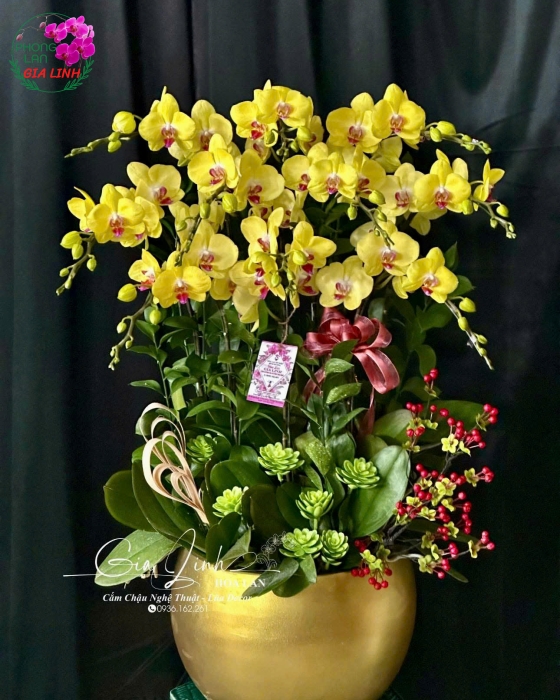 "Sự Nghiệp Thăng Hoa" - Lan Hồ Điệp Nhiều Cành
