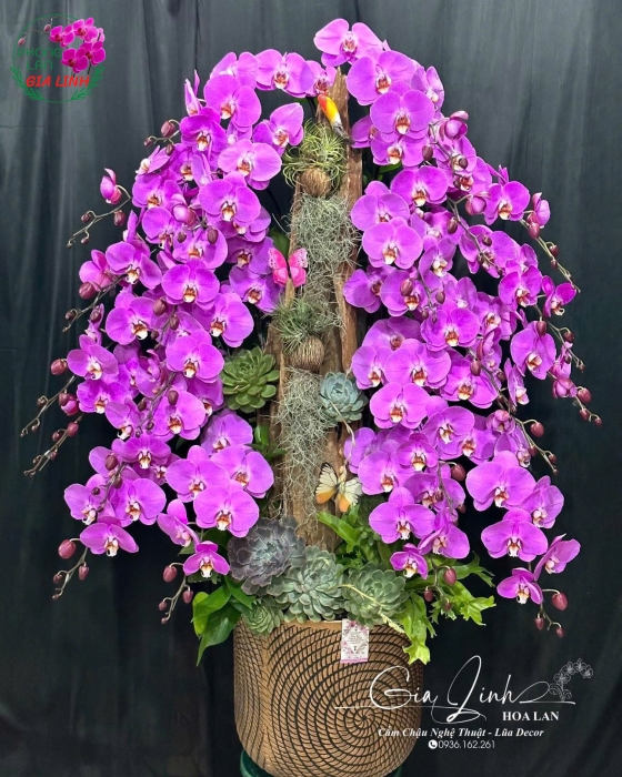 tặng chậu hoa lan 8 3 ý nghĩa