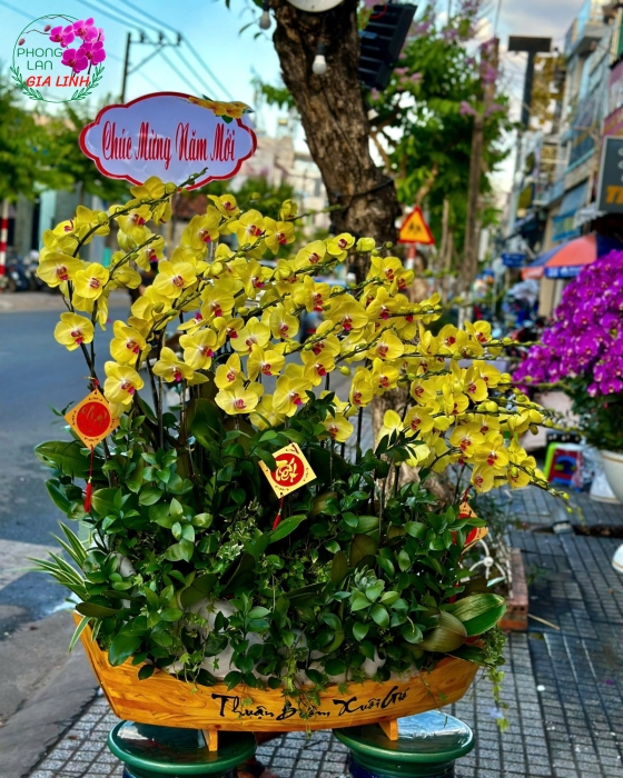 Thuyền hoa lan hồ điệp chúc mừng năm mới