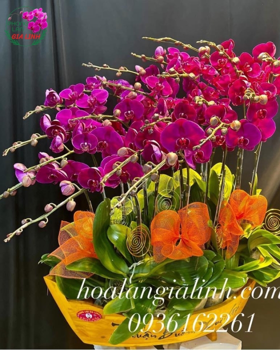 Chậu Hoa Lan Hồ Điệp Thuận Buồm Xuôi Gió Sắc Tím