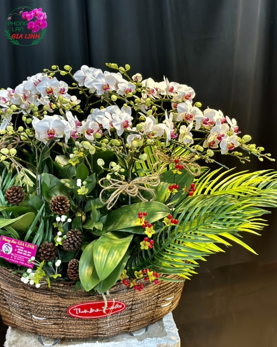 Thuyền Hoa Lan Hồ Điệp Thuận Buồm Xuôi Gió Thắng lợi về tay