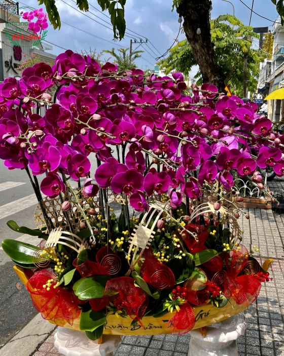 Thuyền Hoa Lan Hồ Điệp Tím Thuận Bườm Xuôi Gió