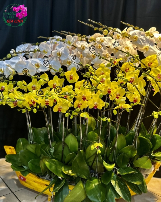 Thuyền Hoa Lan Hồ Điệp Trắng Vàng Thuận Bườm Xuôi Gió