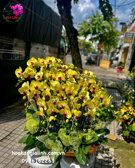 Thuyền hoa lan hồ điệp vàng 