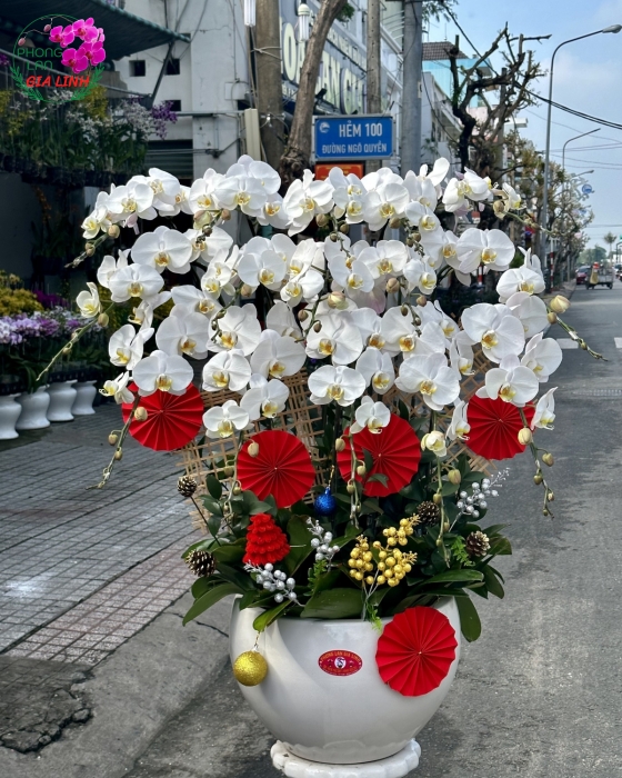 Tô trí cho nhà bằng cây hoa Giáng sinh