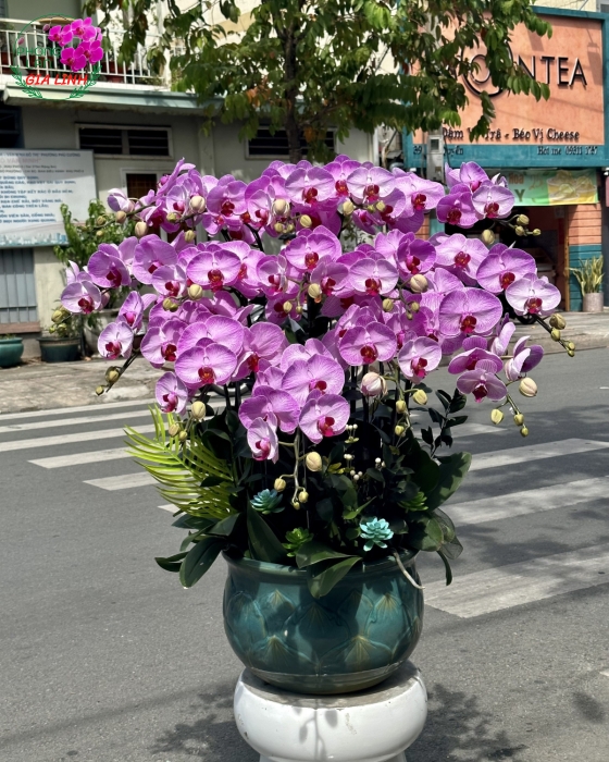 Kinh nghiệm trang trí chậu hoa lan hồ điệp