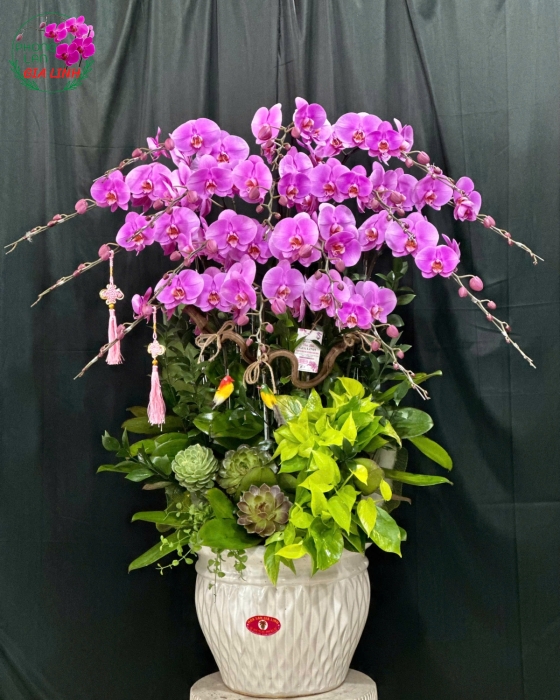 trang trí hoa lan ngày tết