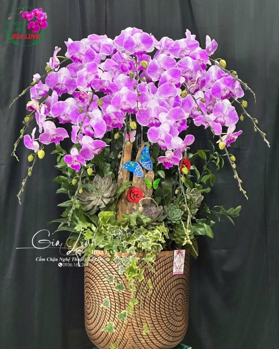 "Trường Thọ An Khang" - Lan Hồ Điệp Tím Biểu Tượng