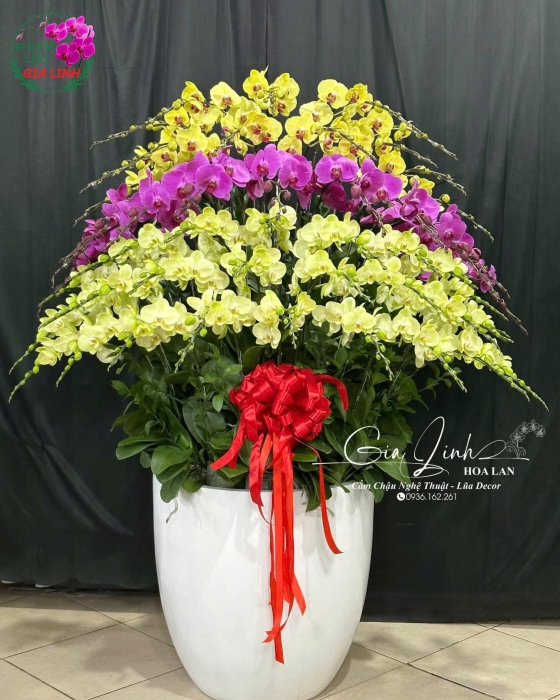"Việt Nam Gấm Hoa" - Lan Hồ Điệp Nhiều Màu Sắc