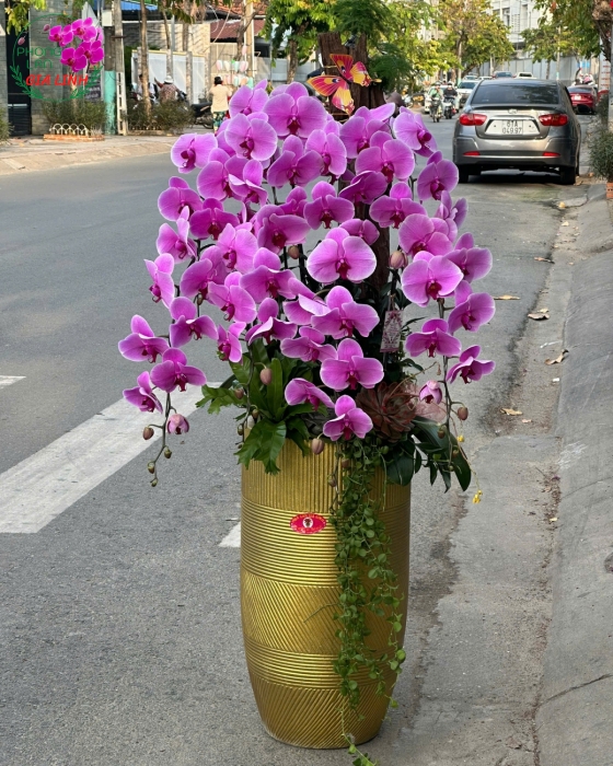 ý nghĩa của hoa phong lan tím