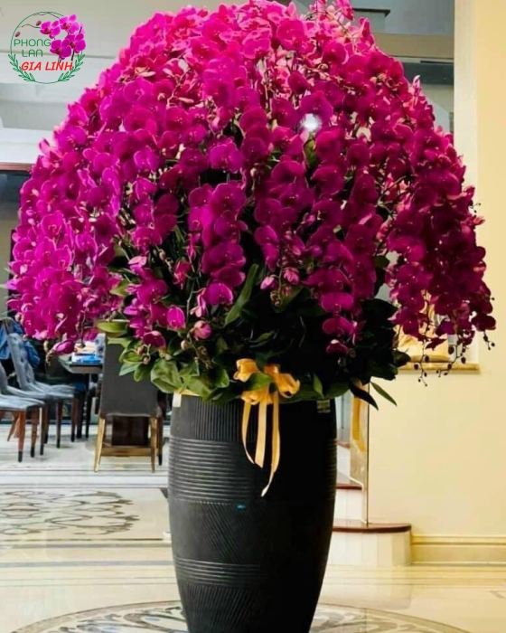 Tặng hoa lan theo phong thủy chất lượng nên tìm đến đơn vị uy tín nào?