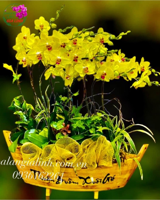 Chậu hồ điệp vàng - Thuận buồm xuôi gió